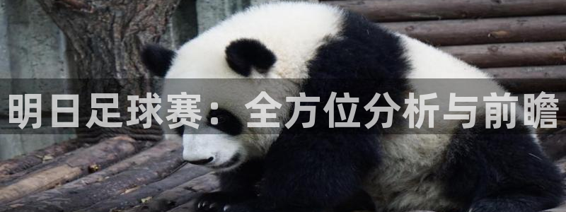 明日足球赛：全方位分析与前瞻