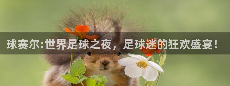  天空体育球员排名：球赛尔:世界足球之夜，足球迷的狂欢盛宴！