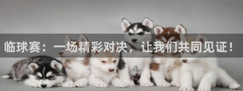  星空综合体育官网：临球赛：一场精彩对决，让我们共同见证！